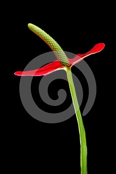 Closeup shot of Blooming Anthurium Flamingo Flower Boy Flower