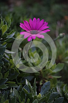 Closeup shot of a blooming beautiful bright purple African daisy flower in a lush garden