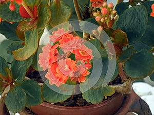 Closeup shot of blooming begonia flowers in the flowerpot