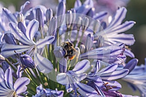 Closeup shot of blooming blue agapanthus with a bee