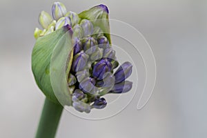 Closeup shot of blooming blue agapanthus buds