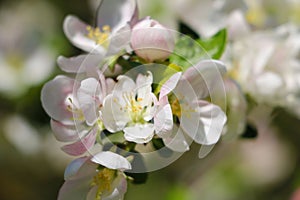 Closeup shot of a blooming branch of apple tree in the garden