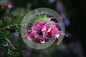 Closeup shot of a blooming branch of rosemary grevillea