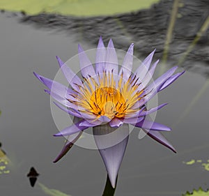 Closeup shot of a blooming bright purple water lily flower