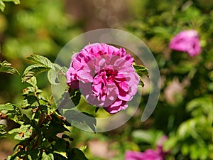 Closeup shot of blooming Hansa rose