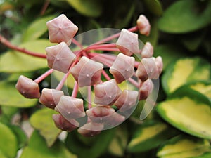 Closeup shot of blooming hoya flowers in the greenery at daytime