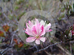 Closeup shot of a blooming Lewisia flower on the Roraima Mountain of Venezuela