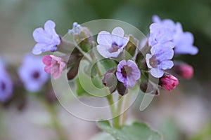 Closeup shot of blooming Medunitsa flowers