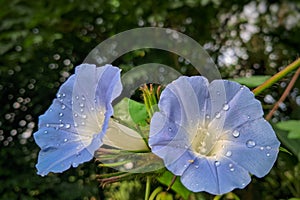 Closeup shot of a blooming morning glory flowers