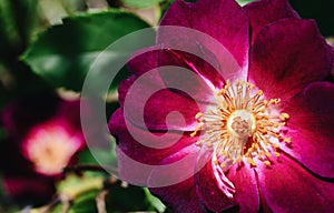 Closeup shot of a blooming night owl rose