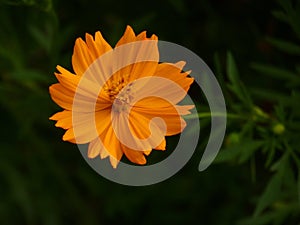 Closeup shot of a blooming orange Cosmos flower in the field at daytime