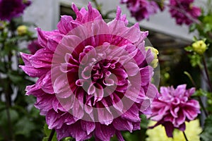 Closeup shot of a blooming pink dahlia "Emory Paul"