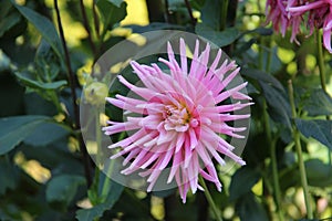 Closeup shot of a blooming pink dahlia flower