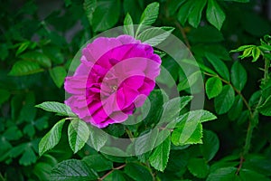 Closeup shot of blooming pink Hansa Rose with leaves in the garden