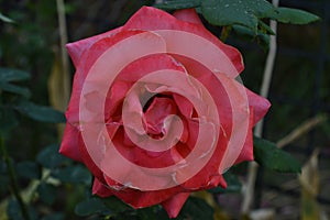 Closeup shot of blooming pink Hansa Rose with leaves in the garden