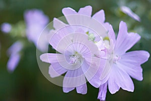 Closeup shot of a blooming pink musk mallow flower