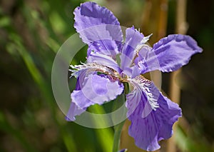 Closeup shot of a blooming purple-blue iris flower in the garden