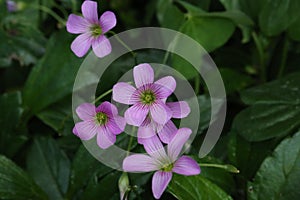 Closeup shot of blooming purple Oxalis oregana flowers with leaves on the background photo