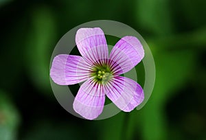 Closeup shot of blooming purple Oxalis oregana flowers with leaves on the background photo