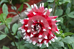 Closeup shot of a blooming red and white Dahlia flower