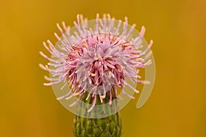Closeup shot of blooming thistle head