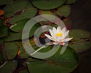 Closeup shot of a blooming white water lily flower and lotus leaves on pond