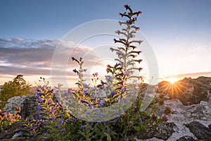 Closeup shot of blooming wildflowers on a rocky mountainside under a sunset sky