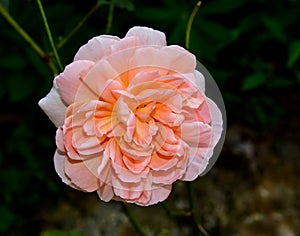 Closeup shot of a blooming 'The Lady Gardener' English rose in a garden