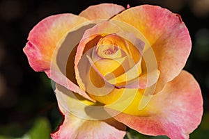 Closeup shot of a blooming yellow pink rose flower