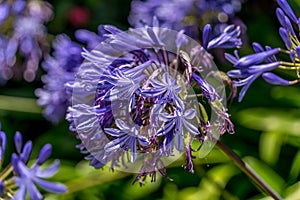 Closeup shot of blue African lily flowers - Agapanthus Africanus