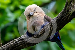 Closeup shot of a blue-bellied roller perched on a tree branch