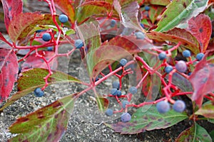a closeup shot of blue berries