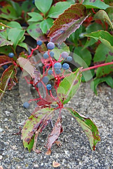 a closeup shot of blue berries