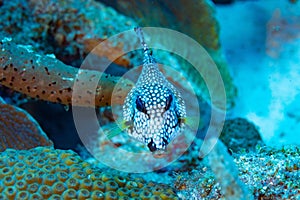 Closeup shot of the blue camouflage fish between the corals