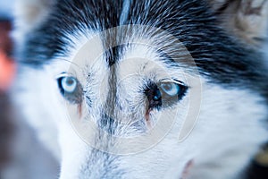 Closeup shot of the blue eyes of a husky dog