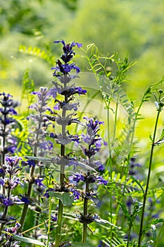 A closeup shot of blue flowers of Ajuga reptans Atropurpurea in spring.Blue bugle Ajuga reptans flowers carpenter\'s herb