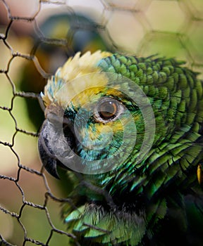 Closeup shot of a blue-fronted Amazon parrot in a cage