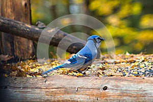 Closeup shot of a blue jay bird in Parc Omega in Notre-Dame-de-Bonsecours in Quebec, Canada photo