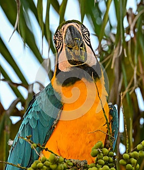 Closeup shot of a blue macaw bird perched on a tree branch