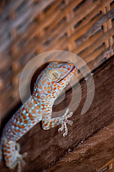 Closeup shot of a blue and orange lizard on a wooden surface with a blurred background