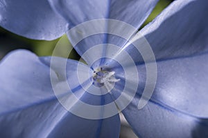 Closeup shot of blue Phlox flower with stamens
