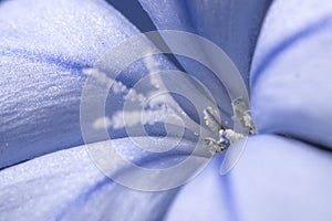 Closeup shot of blue Phlox flower with stamens