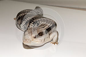 Closeup shot of a blue-tongued lizard on a white surface