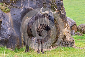 Closeup shot of a blue wildebeest. Connochaetes taurinus