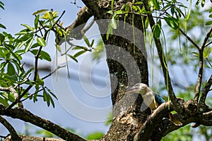 Closeup shot of a Blue-winged kookaburra perched on a branch