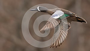 Closeup shot of a blue-winged teal (Spatula discors) in flight