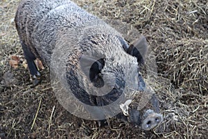 Closeup shot of a boar with a gray coat and black ears in an enclosure for wild animals
