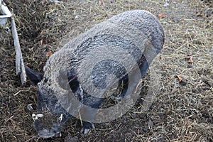 Closeup shot of a boar with a gray coat in an enclosure for wild animals