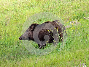 Closeup shot of a Boar in the wild green grass field on a sunny day