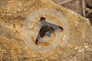 Closeup shot of a Bombyliidae bee fly perched on a stone photo